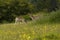 Fallow buck with new antler growth in the spring time buttercups