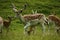 Fallow bucks in the herd with spotted summer coat