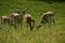 Fallow bucks in spotted summer coat