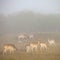 Fallow dear in morning mist on countryside of lower saxony in germany