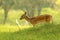 Fallow Deear fawn, walking in sunlight during sunrise