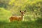 Fallow Deear fawn, walking in sunlight during sunrise