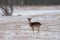 Fallow Deer