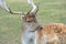 Fallow deer