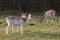 Fallow deer