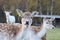 Fallow deer