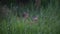 Fallow deer in Aiguamolls De L`Emporda Nature Reserve, Spain