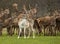 Fallow deer amongst red deer