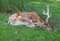 Fallow Deer with Antlers Resting