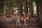 Fallow deer with baby in deer-park