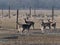 Fallow deer breeding