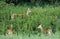 Fallow deer in brush