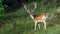 Fallow Deer Buck