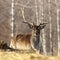 Fallow deer buck with broken antler