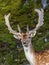 Fallow Deer Buck a closeup