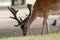 Fallow Deer buck (Dama dama)