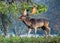 Fallow Deer Buck - Dama dama bellowing during the rut..