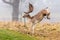 Fallow Deer Buck - Dama dama clearing an electric fence.