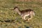 Fallow Deer Buck - Dama dama in full flight.