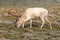 Fallow Deer Buck - Dama dama grazing.
