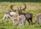 Fallow Deer Buck - Dama dama with his harem.