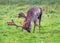 Fallow Deer Buck - Dama dama scrape marking on his stand.