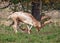 Fallow Deer Buck - Dama dama scrape marking during the rut.