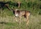 Fallow Deer Buck - Dama dama showing aggression.