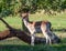 Fallow Deer Buck - Dama dama standing in dappled sunlight.