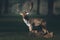 Fallow deer buck dama dama in sunlight on a forest meadow.