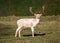 Fallow Deer Buck - Dama dama white morph n a sunny parkland.