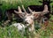 Fallow Deer Buck eating nettles, Warwickshire, England.