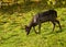 Fallow Deer buck grazing