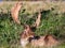 Fallow Deer Buck with head and neck injuries.