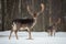 Fallow Deer Buck. Majestic powerful adult Fallow Deer, Dama dama, in winter forest, Belarus. Wildlife scene from nature, Europe.A