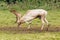 Fallow Deer Buck scent marking.