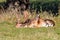A Fallow Deer Buck sleeping - Dama dama.