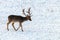 Fallow deer buck snow winter landscape Dama Dama