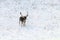 Fallow deer buck snow winter landscape Dama Dama