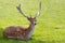 Fallow deer buck in summer