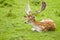 Fallow deer buck in summer