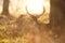 Fallow Deer Buck at Sunrise