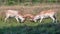 Fallow Deer Bucks fighting in a country park.