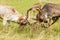 Fallow Deer Bucks fighting during the rut.