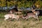 Fallow Deer Bucks sparring in a country park.