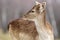 Fallow deer calf close-up