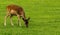 Fallow deer calf grazing