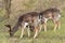 fallow-deer Common Daniel Dama dama - a species of mammal from the deer family. two males grazing in the meadow