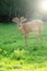 Fallow deer in the corral