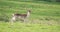 Fallow Deer, Dama dama